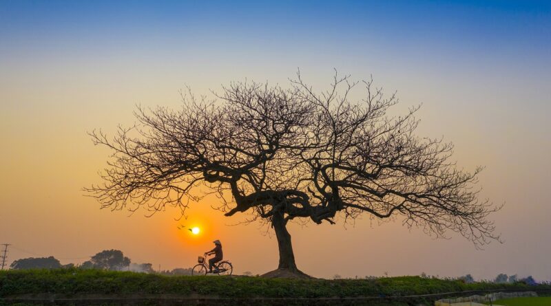 sunset, afternoon, bicycle